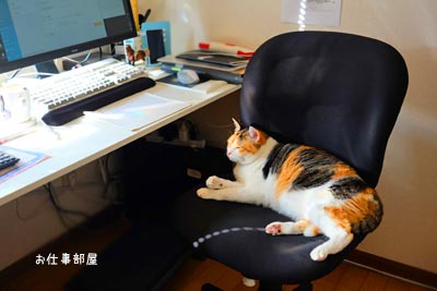 お仕事部屋でくつろぐ猫