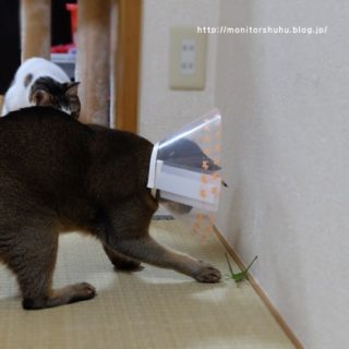 レオパのご飯