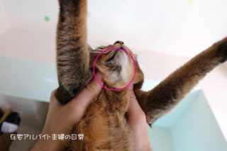 アトピー猫