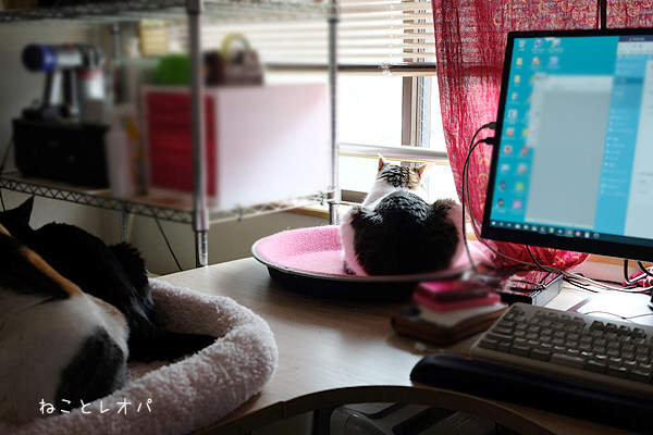 仕事部屋と猫