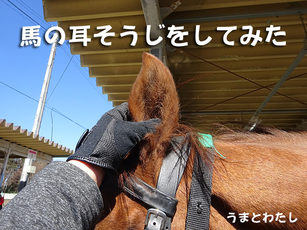 馬の耳掃除