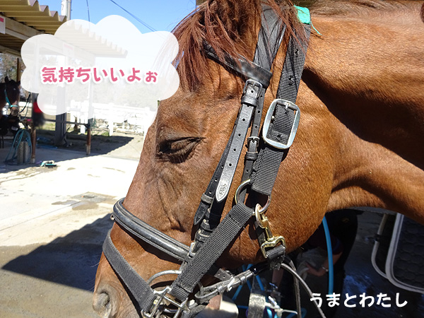 馬の耳掃除