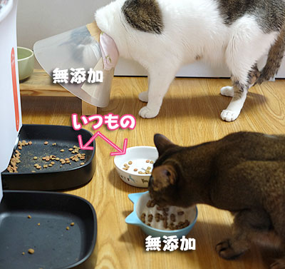 無添加キャットフード安心実食