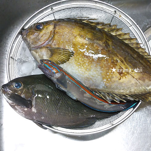 釣果