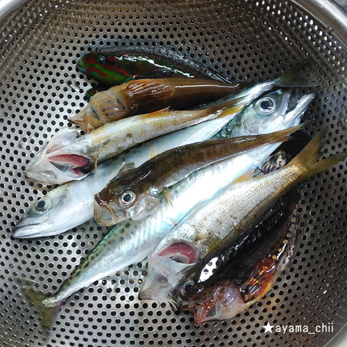 城ヶ島で釣った魚