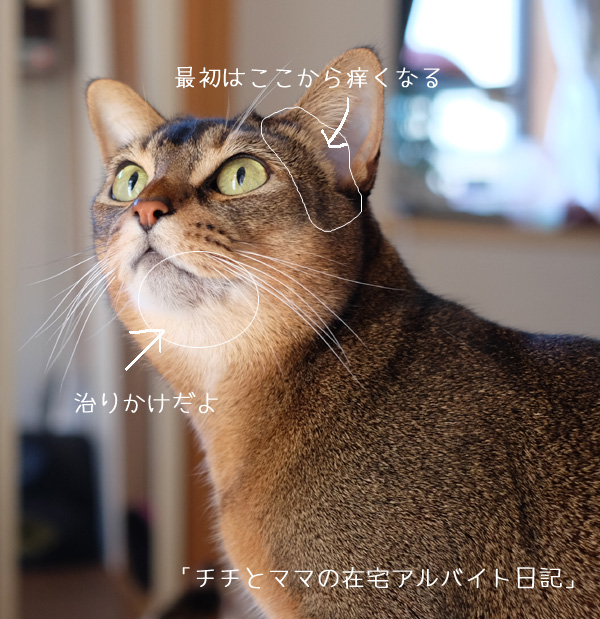 猫のアトピー