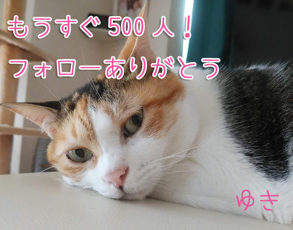 もうすぐ500人！フォローありがとう