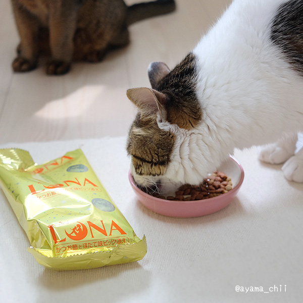 ルナを食べる猫