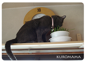 高いところで猫草