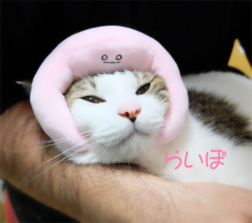 家猫らいぽ