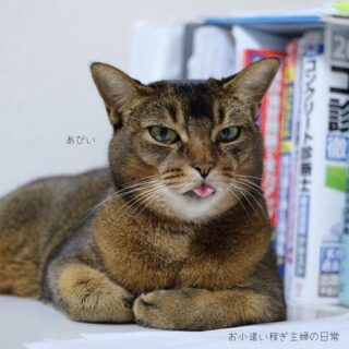 アトピー猫のアビイ