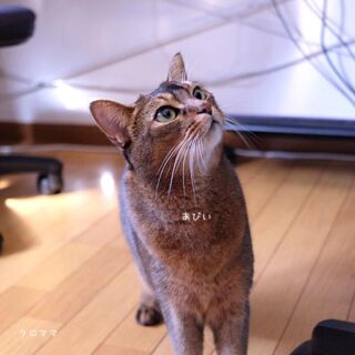 尿路結石になった猫