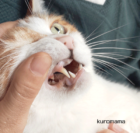 猫のゆきちゃん歯周病が悪化しリデンタ治療中