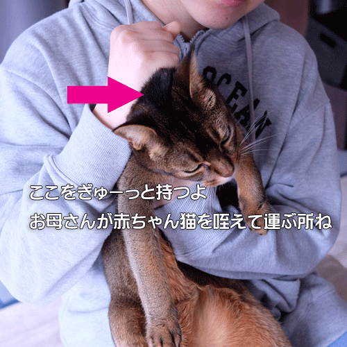 猫の首根っこをつかむ